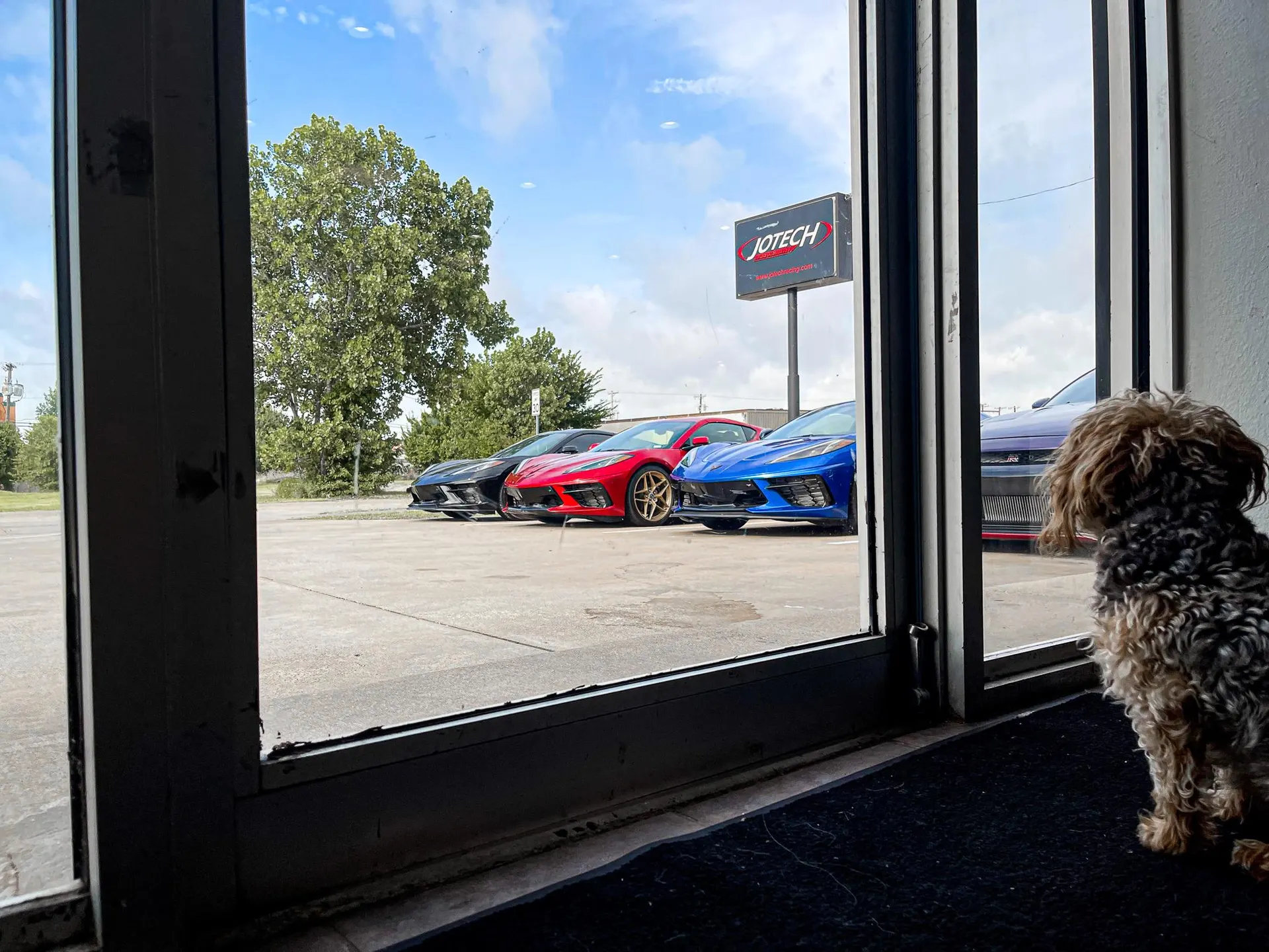 A small dog looks out from inside Jotech Motorsports, where several C8 Corvettes are parked outside.