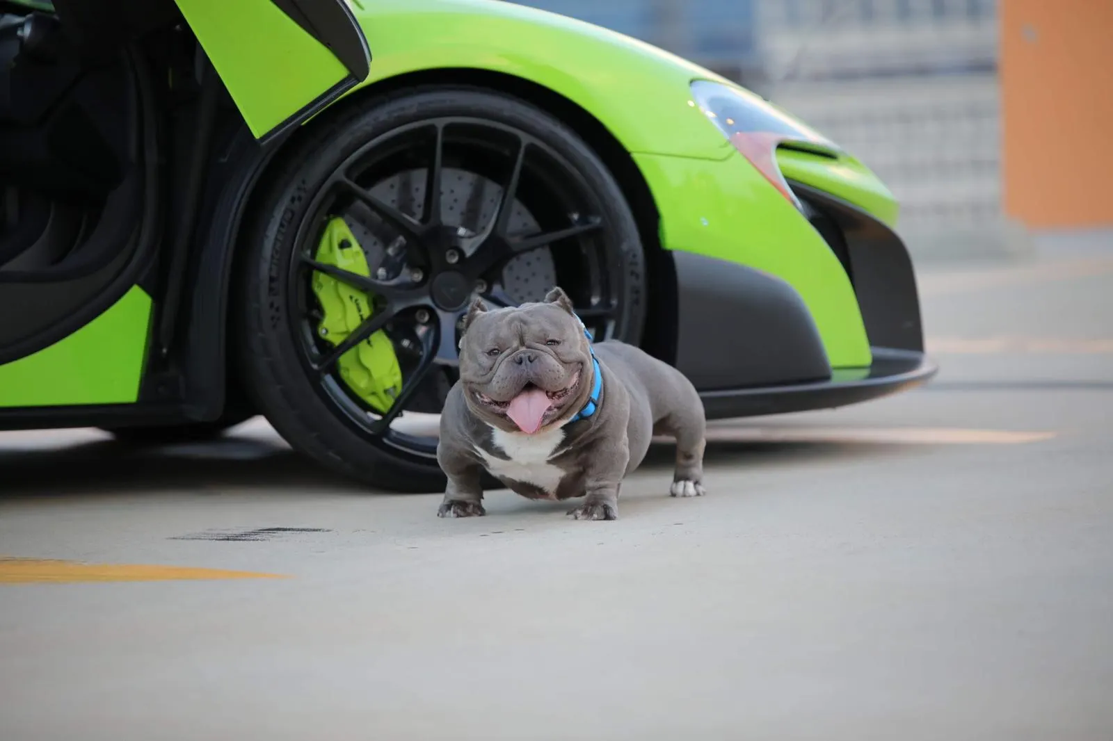 A grey American Bully dog stands in front of a bright green McLaren supercar with black wheels and green brake calipers.