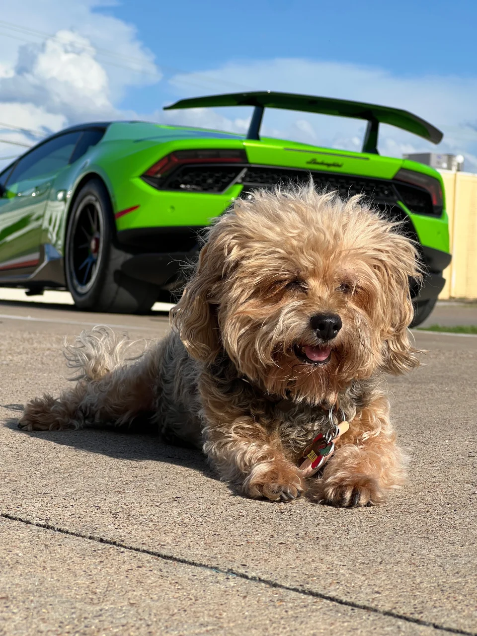 A fluffy brown dog lies on the ground in front of a bright green Lamborghini Huracan with a large rear wing.